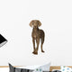 puppy Weimaraner standing up in front of white background Wall Decal
