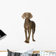 puppy Weimaraner standing up in front of white background Wall Decal