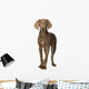 puppy Weimaraner standing up in front of white background Wall Decal