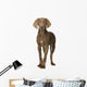 puppy Weimaraner standing up in front of white background Wall Decal