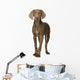 puppy Weimaraner standing up in front of white background Wall Decal