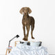puppy Weimaraner standing up in front of white background Wall Decal