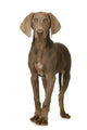 puppy Weimaraner standing up in front of white background Wall Decal