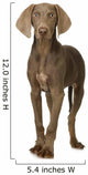 puppy Weimaraner standing up in front of white background Wall Decal
