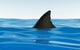 Shark Attack Sea Danger