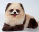 Spitz-dog Painted under Panda Wall Mural
