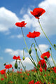Poppies and Blue Sky Wall Decal