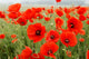 Poppy fields Wall Mural