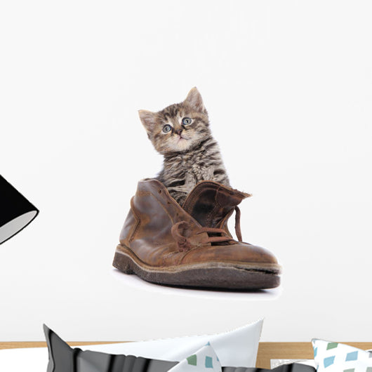 Cute Kitten Old Boot