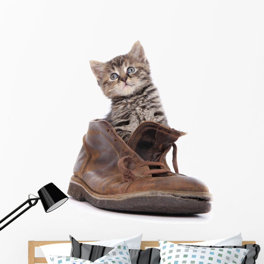 Cute Kitten Old Boot