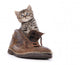 Cute Kitten Old Boot