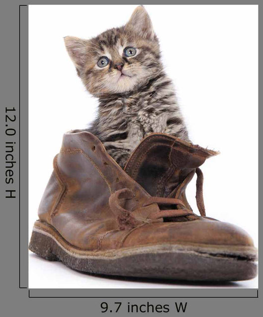Cute Kitten Old Boot