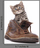 Cute Kitten Old Boot
