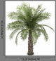 Palm Tree White Wall Decal