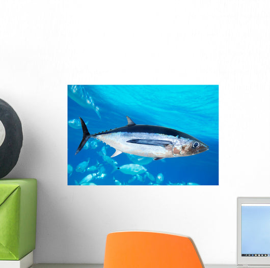 Albacore Tuna Fish Thunnus