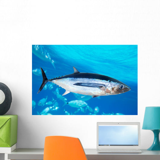 Albacore Tuna Fish Thunnus