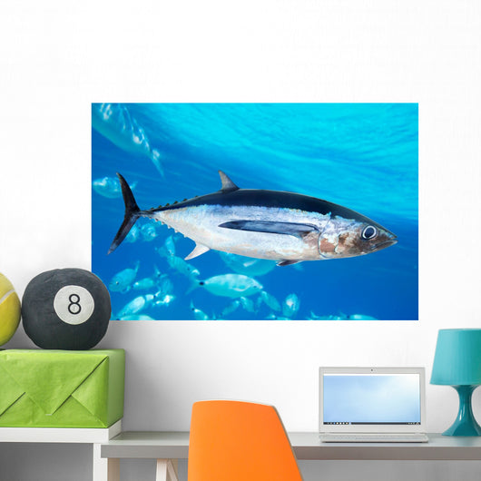 Albacore Tuna Fish Thunnus
