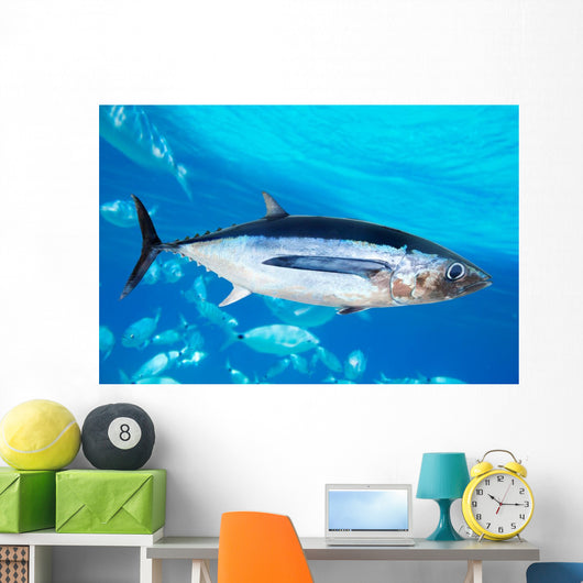 Albacore Tuna Fish Thunnus