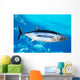 Albacore Tuna Fish Thunnus