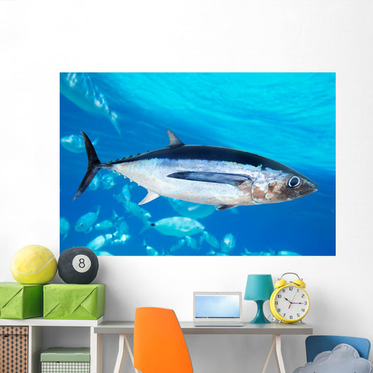 Albacore Tuna Fish Thunnus