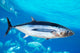 Albacore Tuna Fish Thunnus