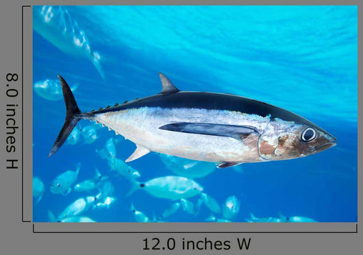 Albacore Tuna Fish Thunnus