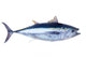 Bluefin tuna Thunnus thynnus saltwater fish Wall Decal