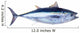Bluefin tuna Thunnus thynnus saltwater fish Wall Decal