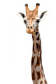 Giraffe Neck Wall Decal