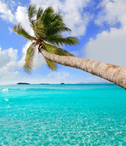 Palm Tree Tropical Perfect