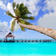 Palm Tree Tropical Perfect