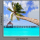 Palm Tree Tropical Perfect