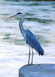 Great Blue Heron Wall Mural