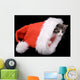 Kitten Santa Claus Hat Wall Mural