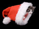 Kitten Santa Claus Hat Wall Mural