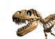 Tyrannosaurus Rex Skeleton Wall Decal
