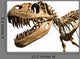 Tyrannosaurus Rex Skeleton Wall Decal