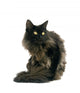 Black Maine Coon Cat Wall Decal