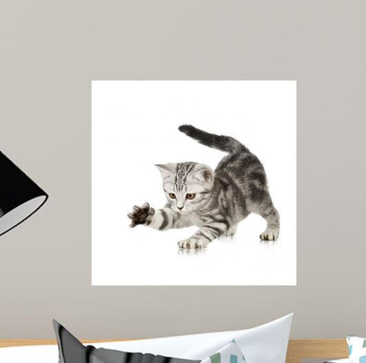 British Shorthair Kitten Front Wall Decal