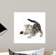 British Shorthair Kitten Front Wall Decal