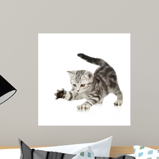 British Shorthair Kitten Front Wall Decal