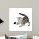 British Shorthair Kitten Front Wall Decal