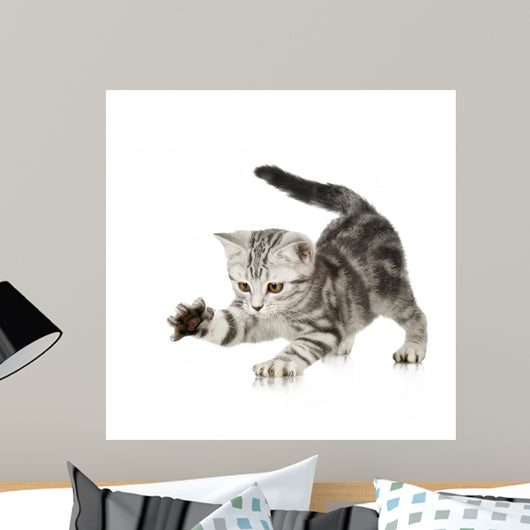 British Shorthair Kitten Front Wall Decal