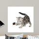 British Shorthair Kitten Front Wall Decal