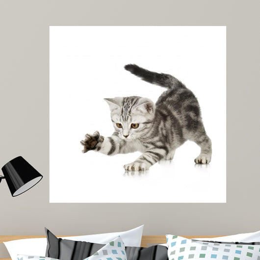 British Shorthair Kitten Front Wall Decal