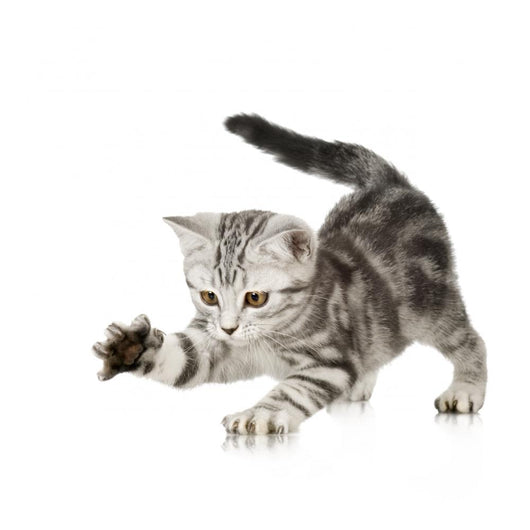 British Shorthair Kitten Front Wall Decal