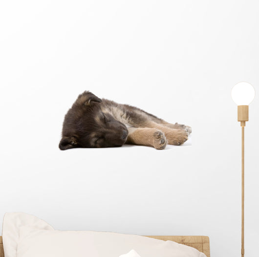 sleeping puppy dog, isolated Wall Decal
