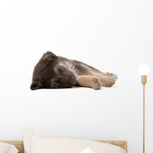 sleeping puppy dog, isolated Wall Decal