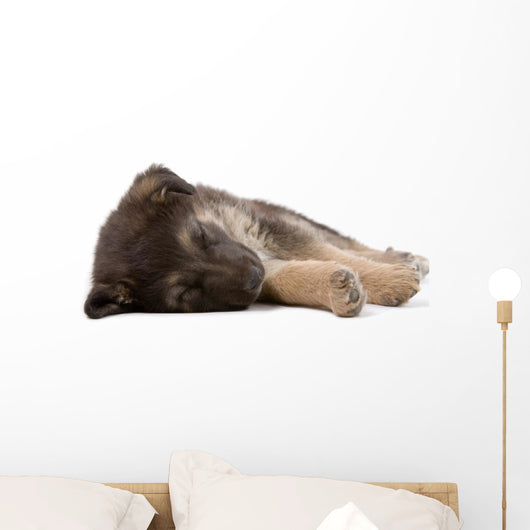 sleeping puppy dog, isolated Wall Decal