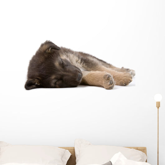 sleeping puppy dog, isolated Wall Decal